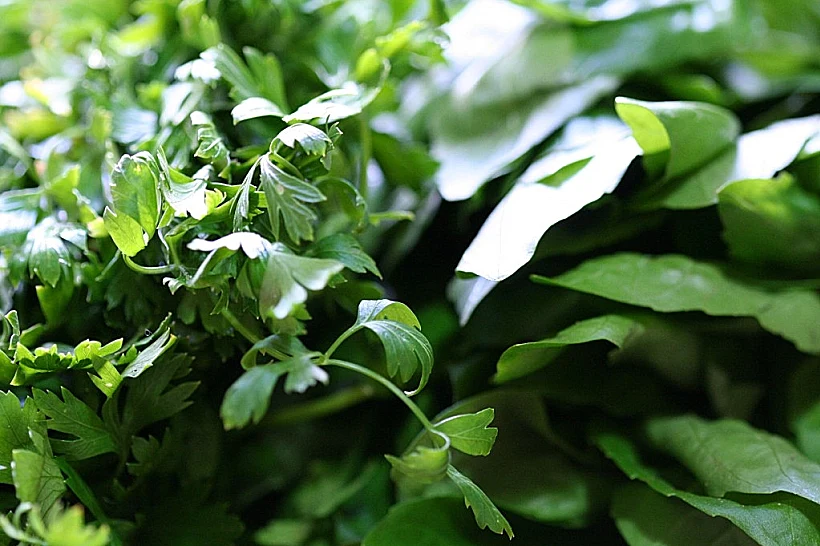 עלים ירוקים