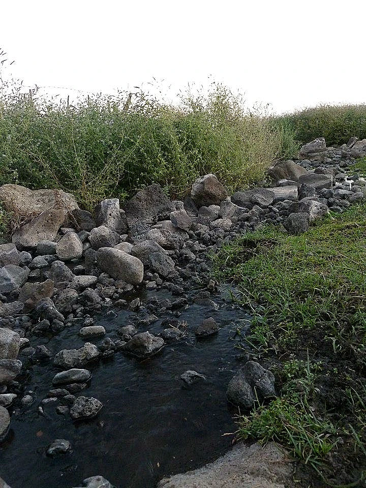 מעיין זורם ממש מחוץ ליקב - בציר עבודה עברית