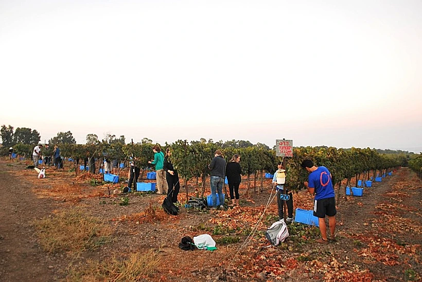 מתחילים לבצור עם שחר ביקב אסף - בציר עבודה עברית