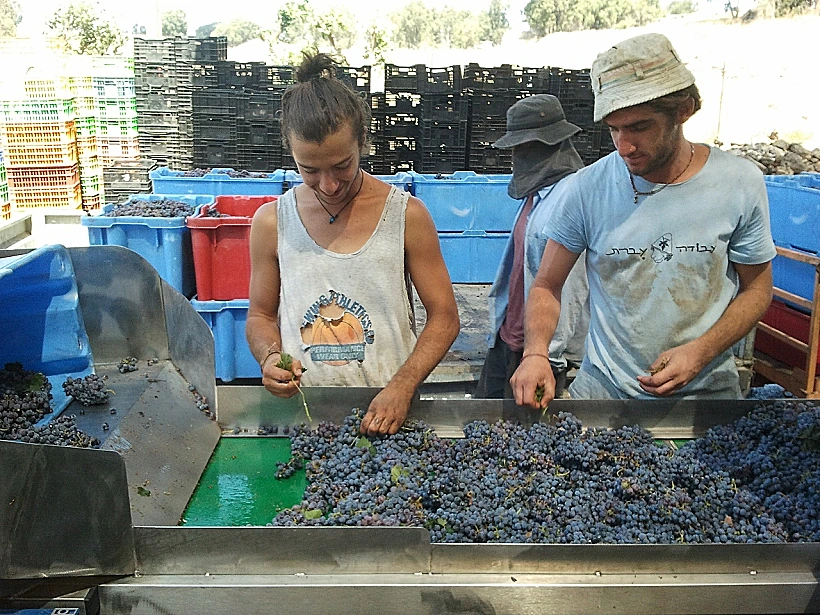 ממיינים את הענבים של הבוקר - בציר עבודה עברית