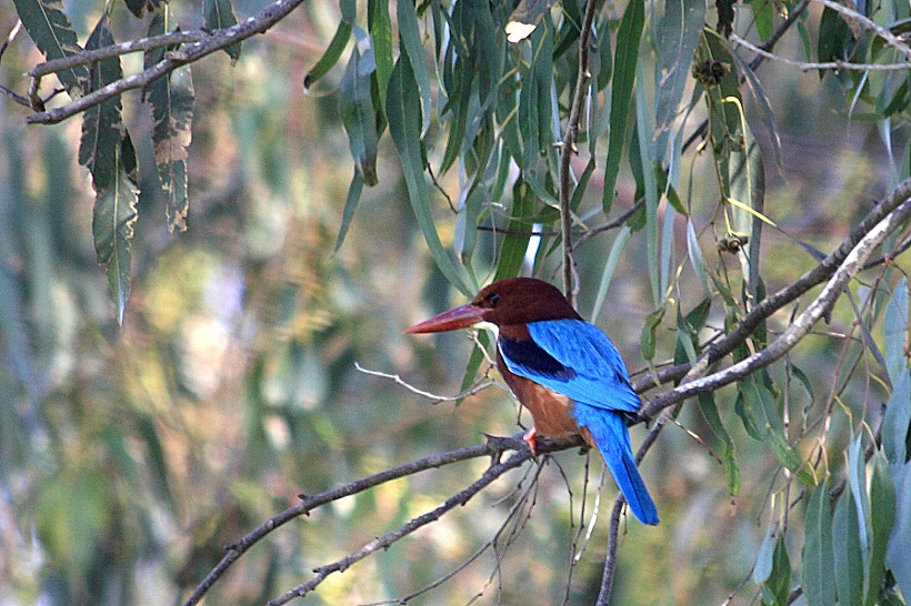 שלדג לבן חזה