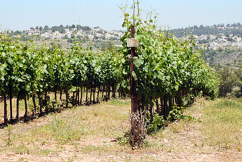 יקב צובה - קיבוץ צובה