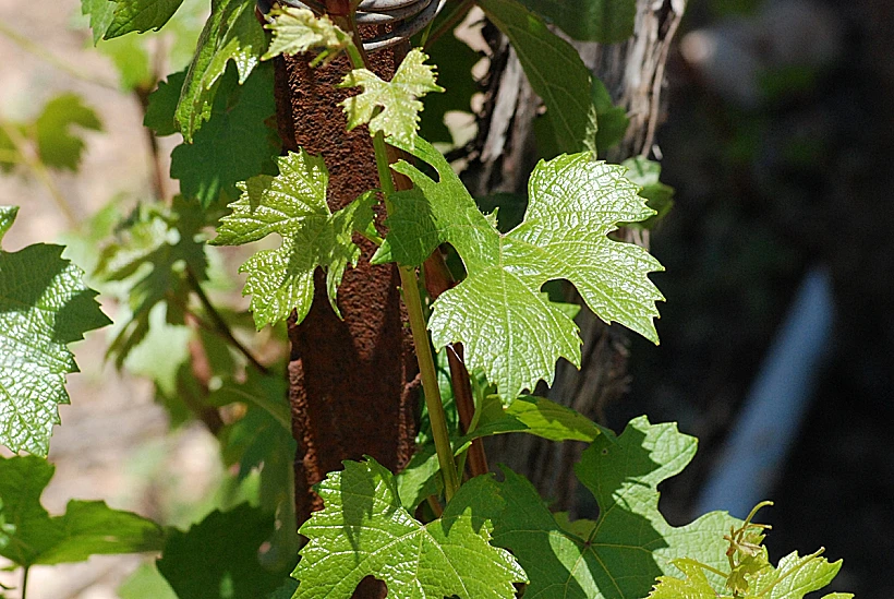יקב צובה - קיבוץ צובה