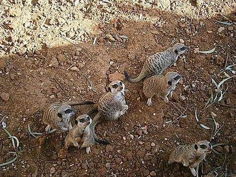 בית ליברמן בנהריה