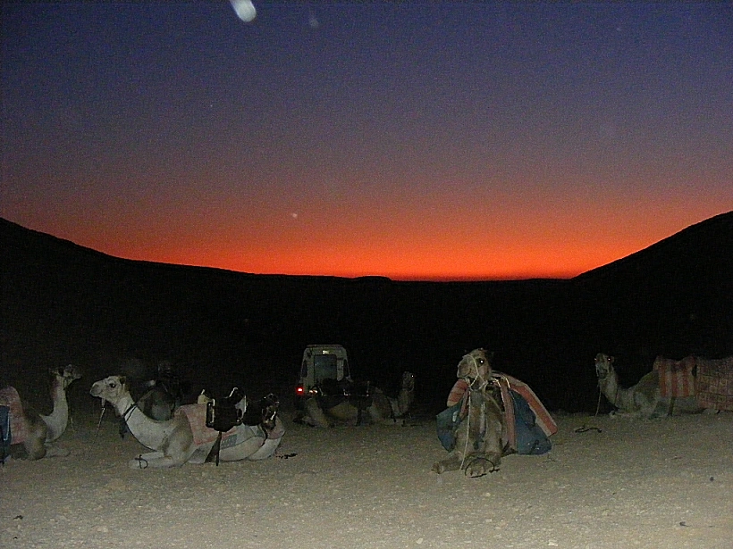גמלים במדבר בחאן שחרות