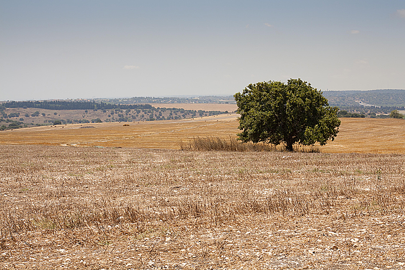 מרחבי רמות מנשה