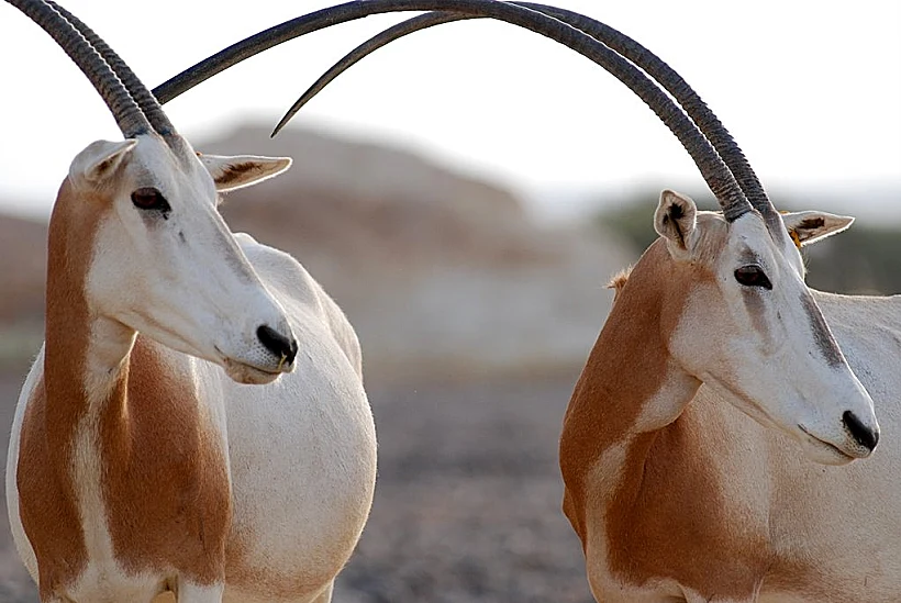 חוות האנטילופות