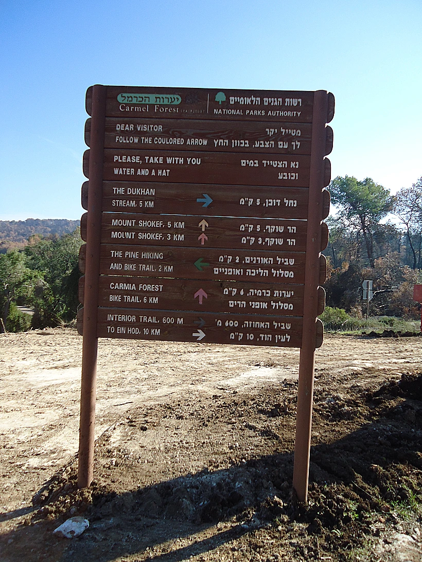 ליד יערות הכרמל