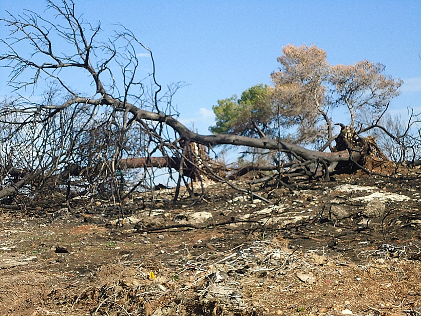 בכניסה למלון יערות הכרמל. כחודשיים לאחר השריפה הגדולה בכרמל