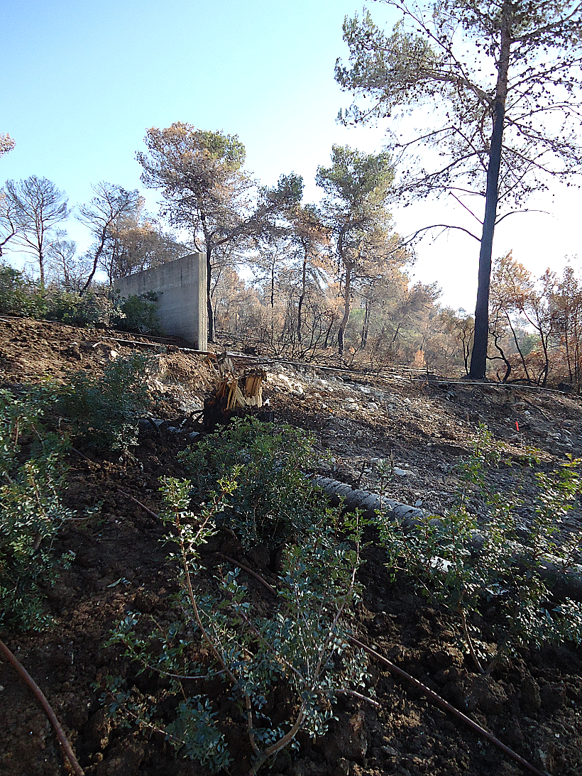 בכניסה למלון יערות הכרמל. כחודשיים לאחר השריפה הגדולה בכרמל