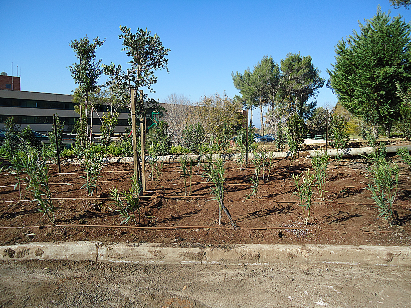 שתילים חדשים לגמרי בכניסה למלון יערות הכרמל. כחודשיים לאחר השריפה הגדולה בכרמל
