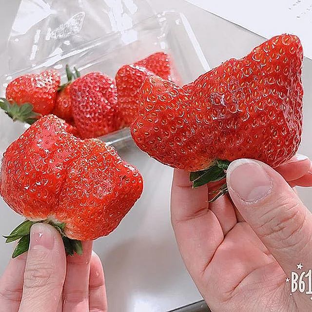 מגיעים בגל מיני צורות וגדלים