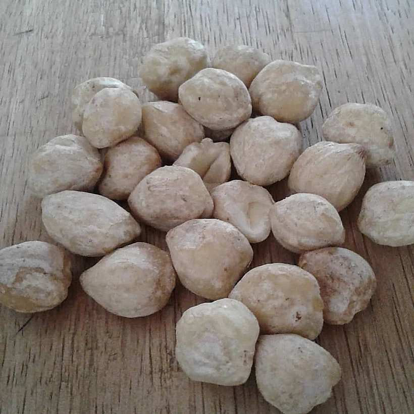 האגוז ההודי המדובר(אינסטגרם )