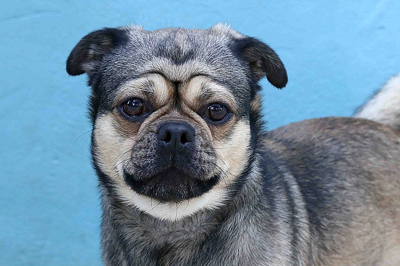 בארני, הכלב לאימוץ