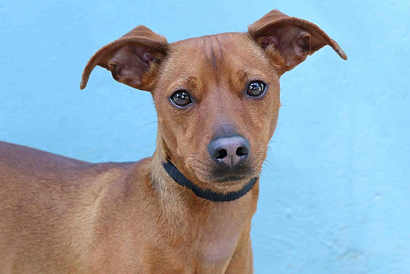 סטיב. מי יאמץ אותו?