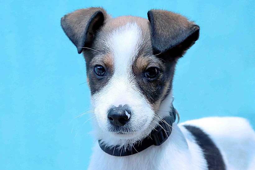 חזי. ממתין לאימוץ