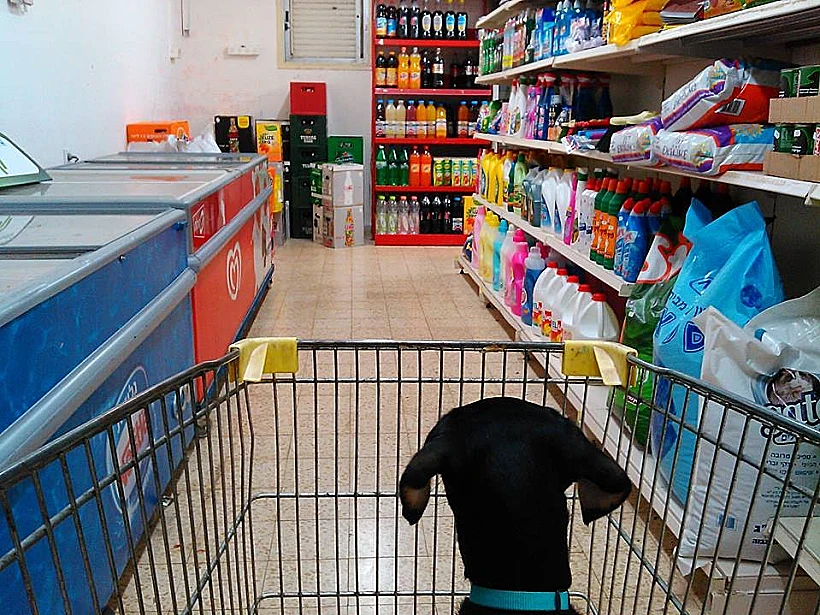 מקס. יוצא למסע