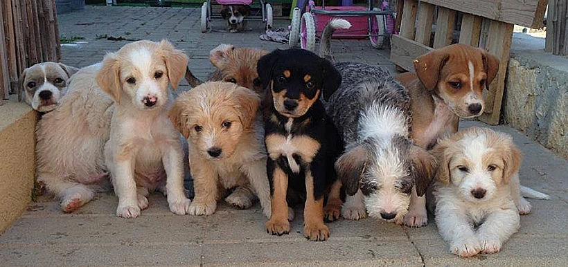 מקס. תמונת מחזור מהיסודי