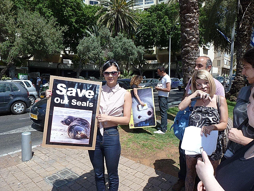 עצרת מחאה נגד טבח בכלבי ים בקנדה ונמיביה