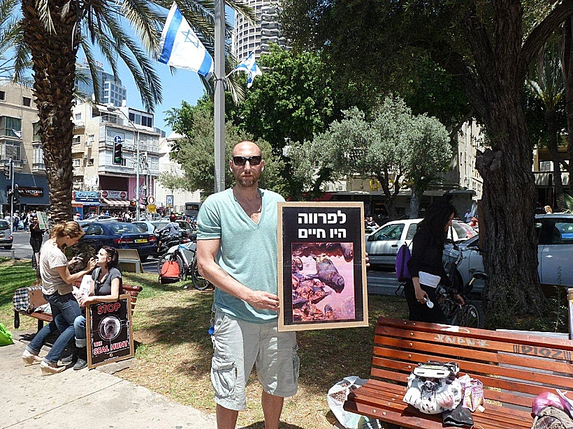 עצרת מחאה נגד טבח בכלבי ים בקנדה ונמיביה