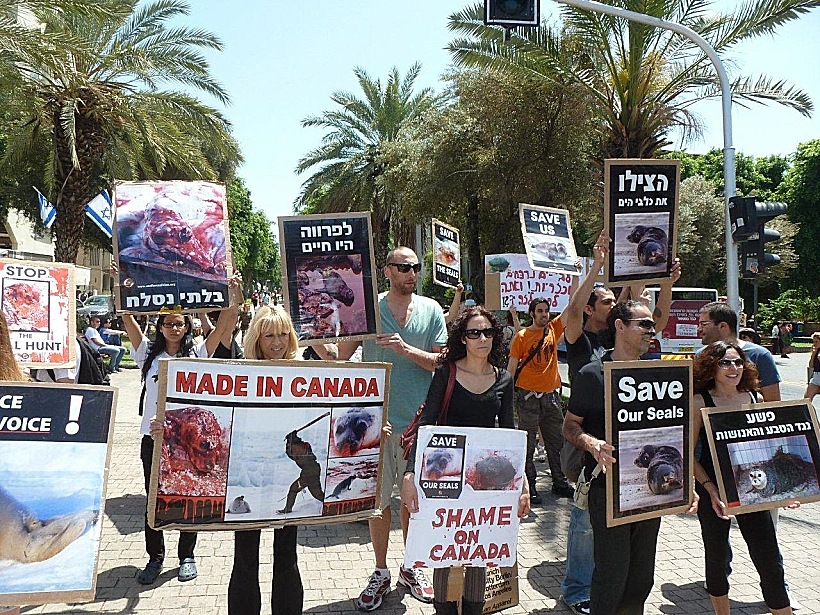 עצרת מחאה נגד טבח בכלבי ים בקנדה ונמיביה