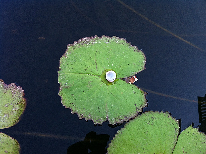השוואת מצלמות אייפון 4 לעומת גלקסי S2