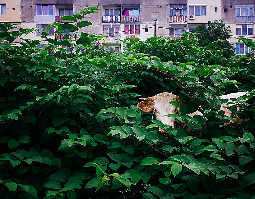 צילומים מרומניה