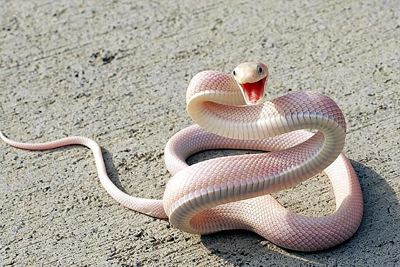 חיות לבקניות