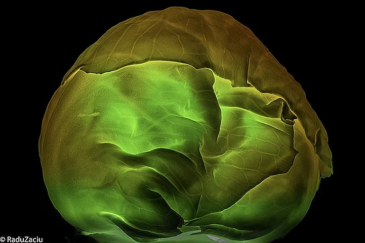 פירות מוארים מבפנים