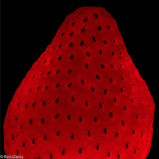 פירות מוארים מבפנים