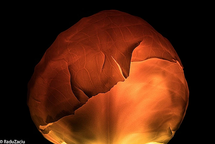 פירות מוארים מבפנים