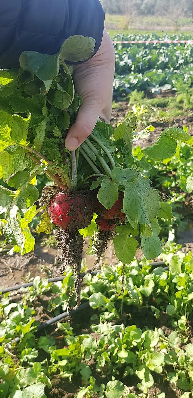 מהשדה לצלחת. צנוניות בקוטופותי