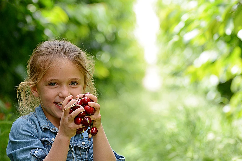 פסטיבל דובדבנים ביער יתיר
