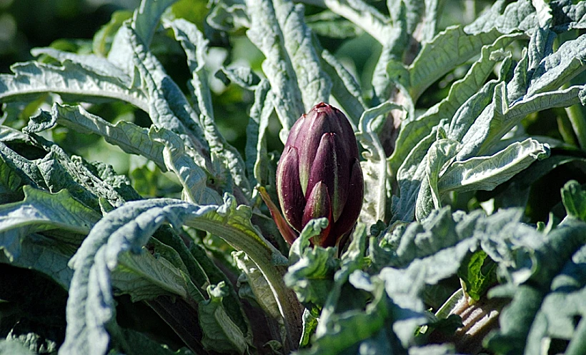 הארטישוק של נועם