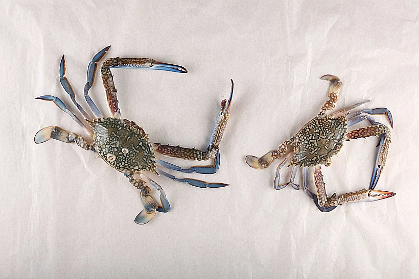 ספר בישול חדש למול ים