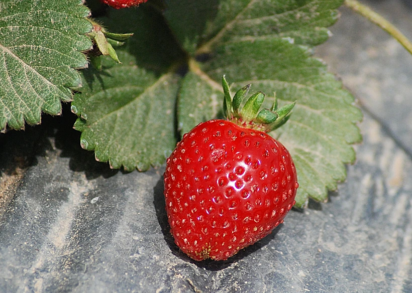 קטיף תותים במושב גאולים