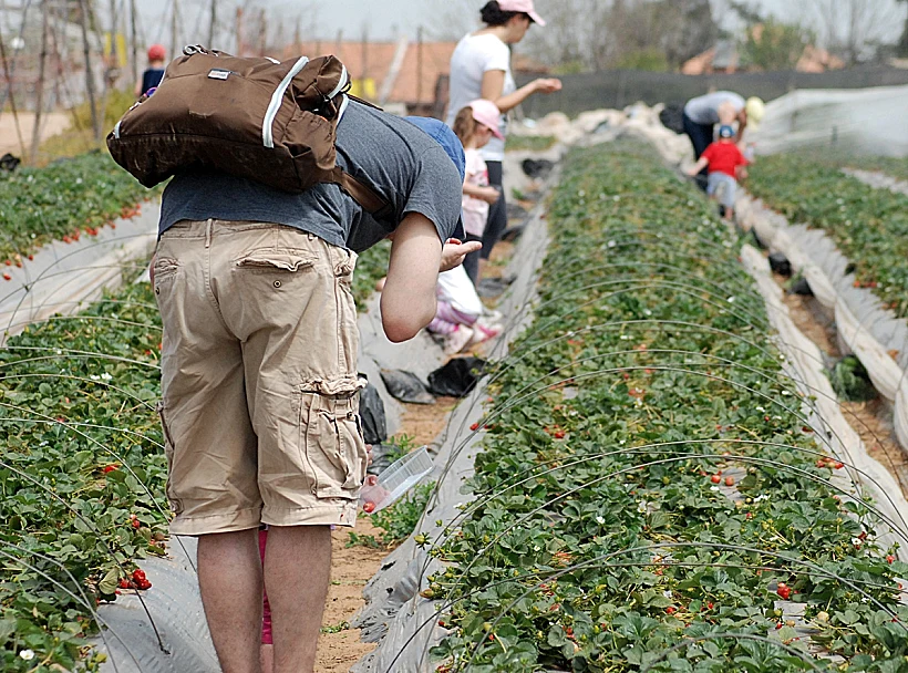 קטיף תותים במושב גאולים