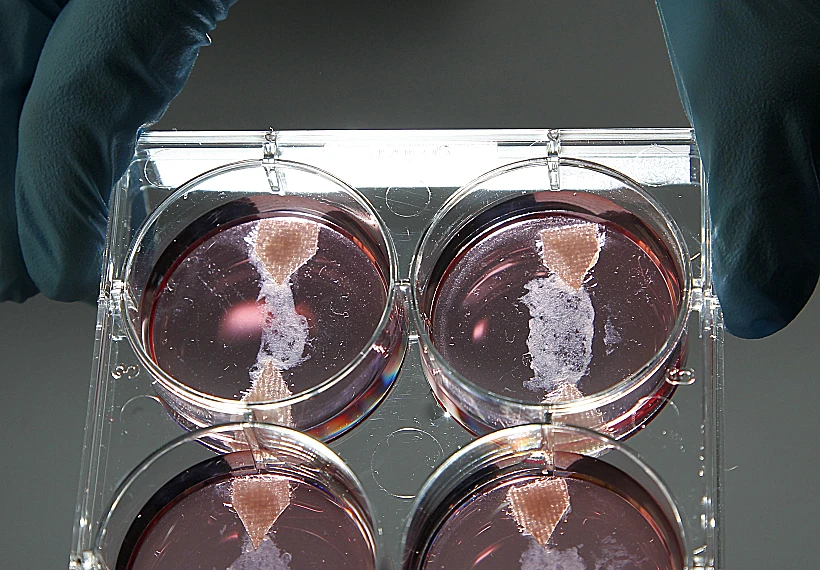 מארק פוסט מציג בשר שגודל במעבדה