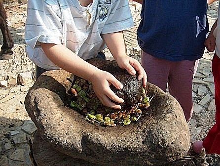 מסיק זיתים (עליונה בלבד)