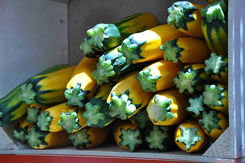 זוקיני צהוב