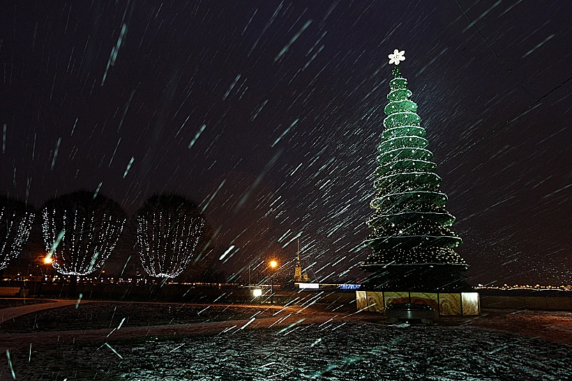 2011. עץ אשוח - סנט פטרבורג, רוסיה