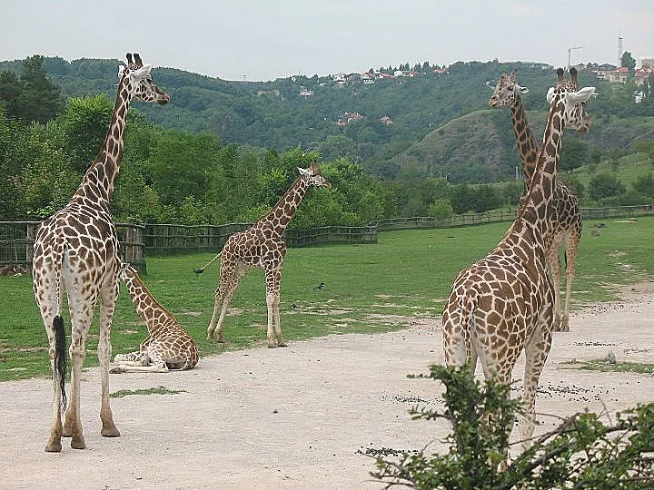 גן החיות של פראג