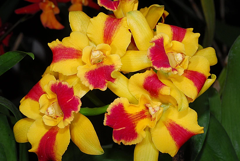 הגן הבוטני בירושלים