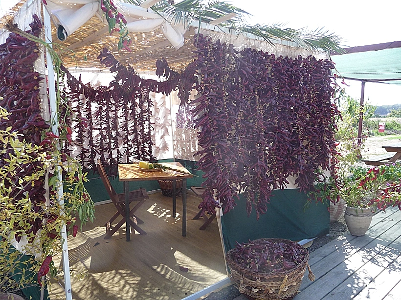 פסטיבל הפפריקה בחוות התבלינים, בית לחם הגלילית