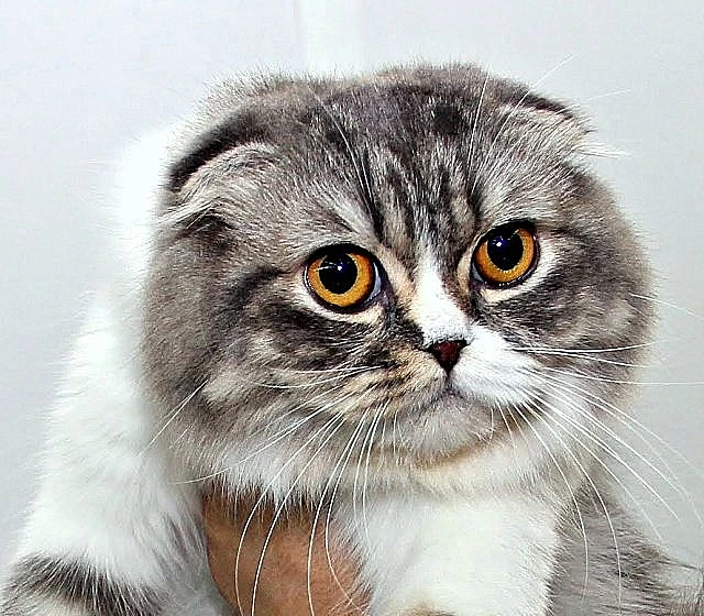 תערוכת חתולים רעננה