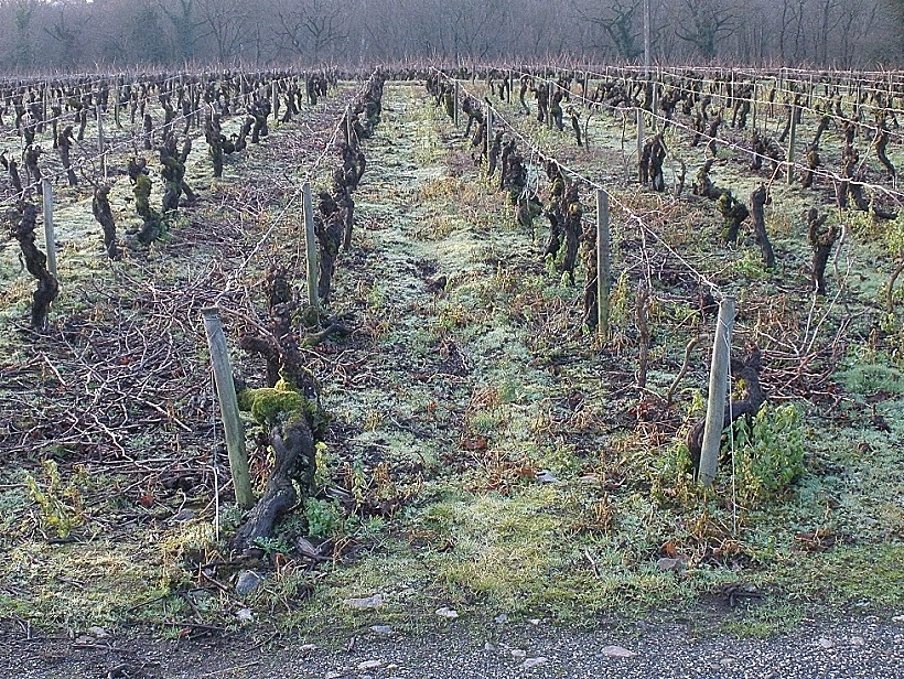 כרם באזור מוסקדה