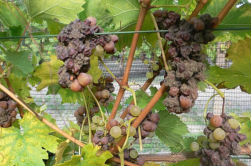 גרהארד קראכר