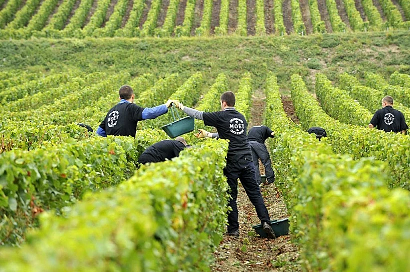 בציר בשמפניה