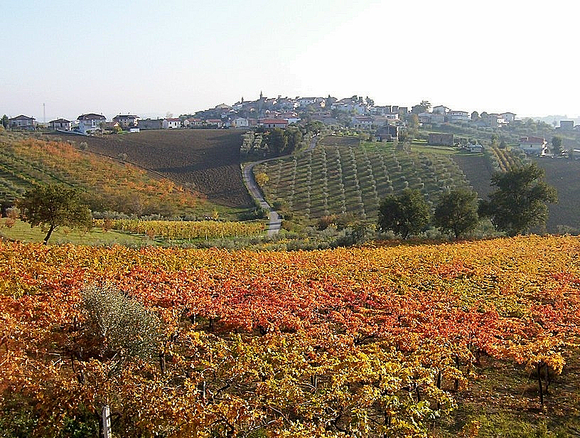 יקב אמידיו פפה