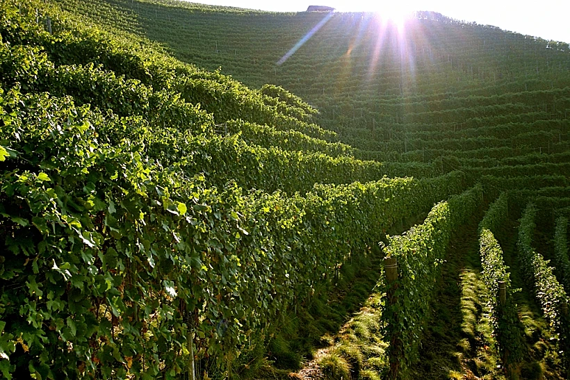 היינות של יקב סנדרונה, איטליה